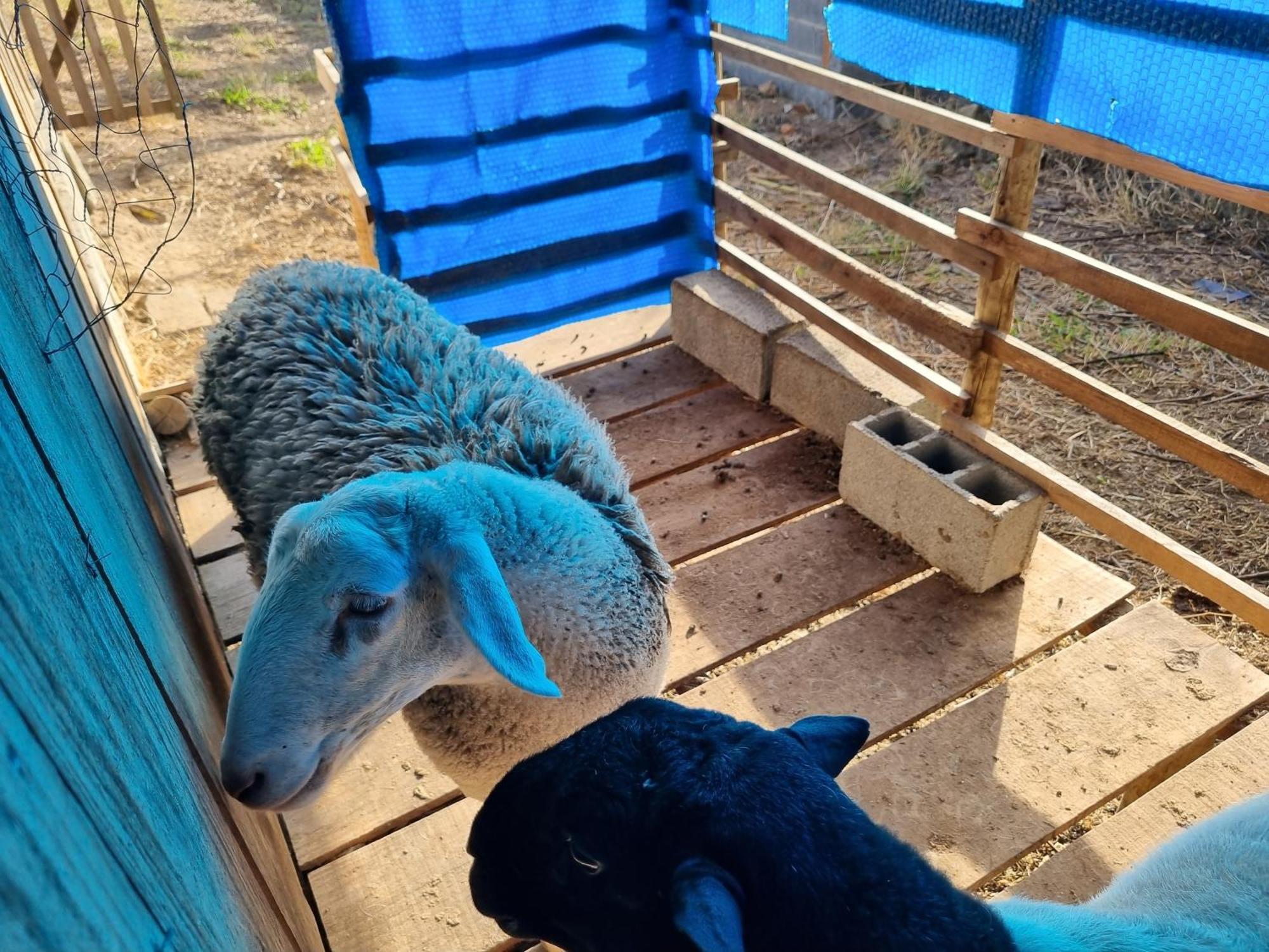 São Roque Chacara Aquila 빌라 외부 사진