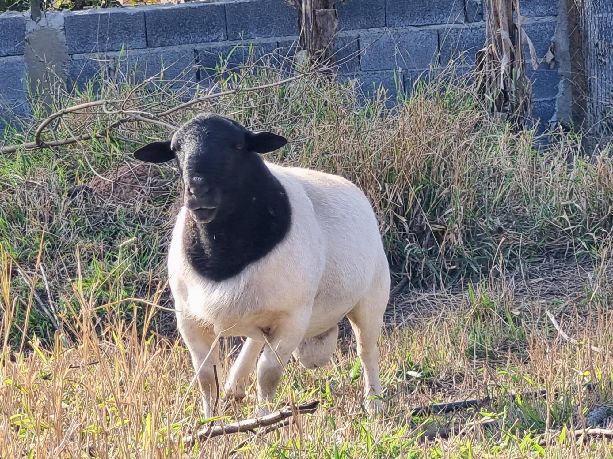 São Roque Chacara Aquila 빌라 외부 사진